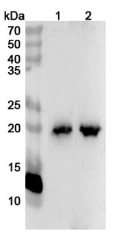 MYL7 Rabbit Polyclonal Antibody