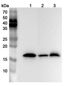 NCALD Rabbit Polyclonal Antibody