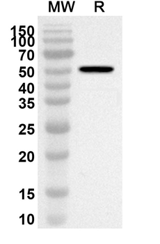 POLD1 Rabbit Polyclonal Antibody