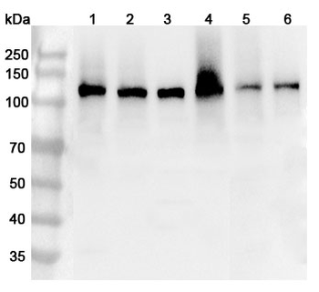CD49f/ITGA6 Rabbit Polyclonal Antibody