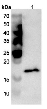 GMFG Rabbit Polyclonal Antibody