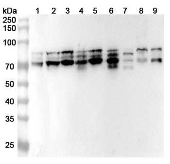 HNRNPR Rabbit Polyclonal Antibody