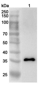 STX7 Rabbit Polyclonal Antibody