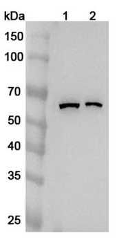 CDC23 Rabbit Polyclonal Antibody