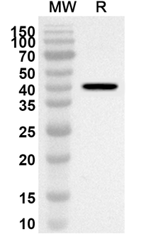 COX5A Rabbit Polyclonal Antibody