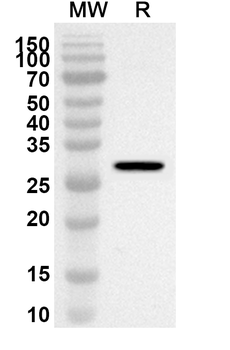 BAG5 Rabbit Polyclonal Antibody