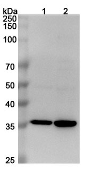 MSTN Rabbit Polyclonal Antibody