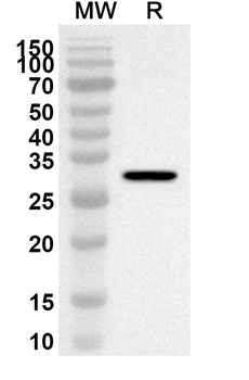 CD157/BST1 Rabbit Polyclonal Antibody