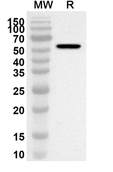 FSIP1 Rabbit Polyclonal Antibody