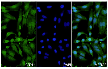 CRYL1 Rabbit Polyclonal Antibody