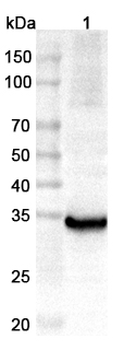CRYL1 Rabbit Polyclonal Antibody