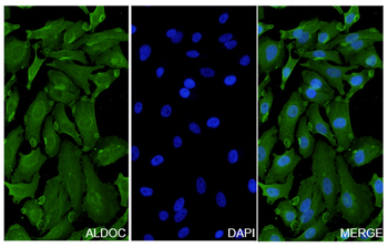 ALDOC Rabbit Polyclonal Antibody