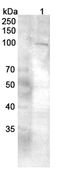 GRIA2 Rabbit Polyclonal Antibody