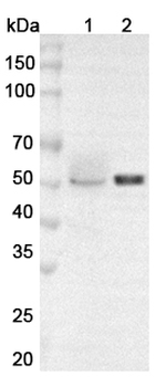 WTAP Rabbit Polyclonal Antibody