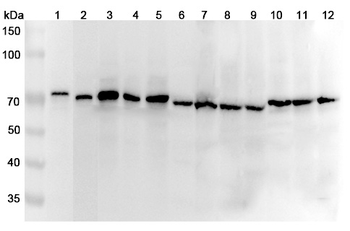 DLAT Rabbit Polyclonal Antibody