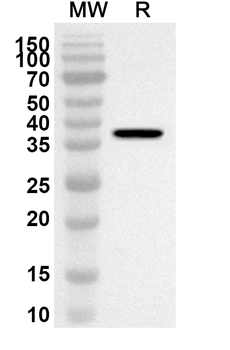 CD148/PTPRJ Rabbit Polyclonal Antibody