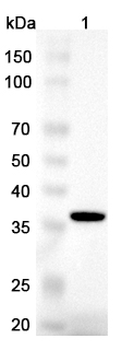 TWSG1 Rabbit Polyclonal Antibody