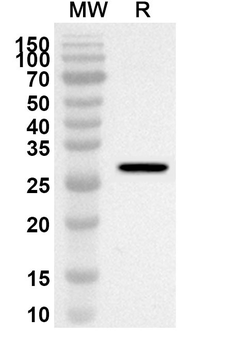 ATP6V1E1 Rabbit Polyclonal Antibody