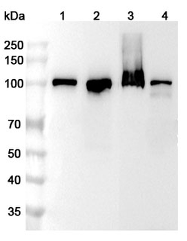 MSH2 Rabbit Polyclonal Antibody