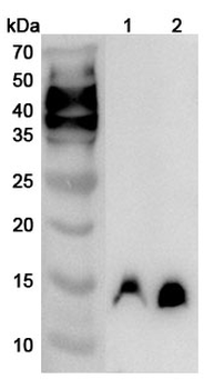 TIMM13 Rabbit Polyclonal Antibody