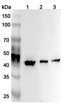 ATP6V1C1 Rabbit Polyclonal Antibody