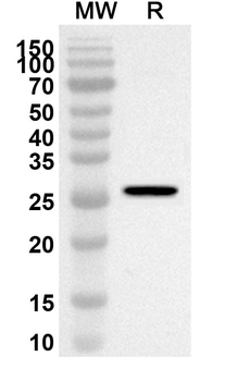 SLC1A5 Rabbit Polyclonal Antibody