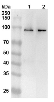 LARS2 Rabbit Polyclonal Antibody