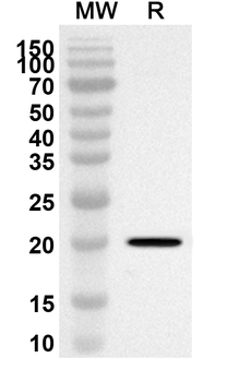 OVOL1 Rabbit Polyclonal Antibody