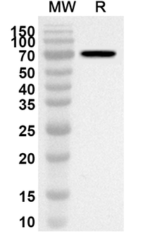DNA2 Rabbit Polyclonal Antibody