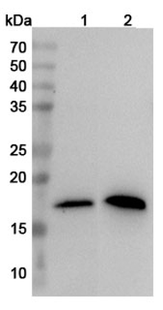 MZB1 Rabbit Polyclonal Antibody