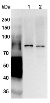 SNX1 Rabbit Polyclonal Antibody