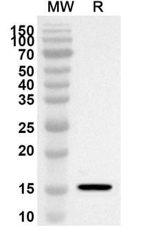 ATP6V1G2 Rabbit Polyclonal Antibody