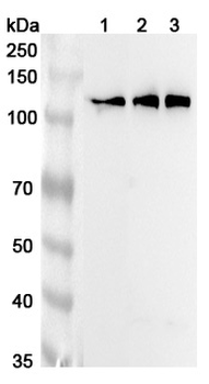 KIF5C Rabbit Polyclonal Antibody