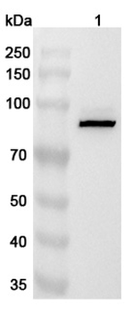 PDE4C Rabbit Polyclonal Antibody