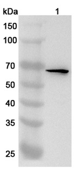 WDR46 Rabbit Polyclonal Antibody