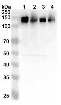 NRCAM Rabbit Polyclonal Antibody