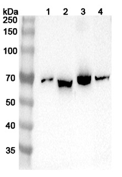 ISYNA1 Rabbit Polyclonal Antibody