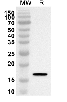 HMG20A Rabbit Polyclonal Antibody