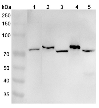 EXOC7 Rabbit Polyclonal Antibody