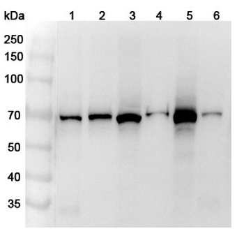 DARS2 Rabbit Polyclonal Antibody