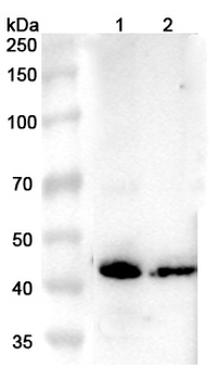ROM1 Rabbit Polyclonal Antibody