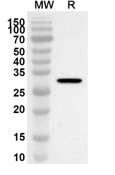 PDE4A Rabbit Polyclonal Antibody