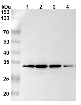 METTL1 Rabbit Polyclonal Antibody
