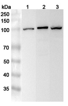 MCM3 Rabbit Polyclonal Antibody