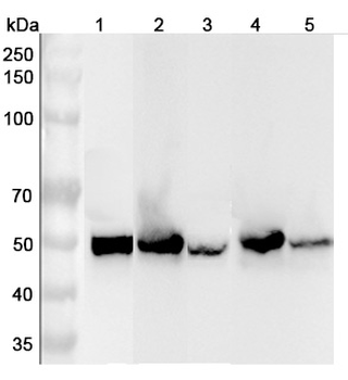 ALDH1A3 Rabbit Polyclonal Antibody