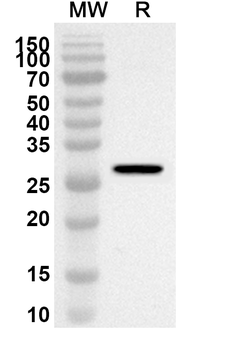 HNRNPU Rabbit Polyclonal Antibody