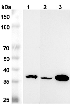MRPL45 Rabbit Polyclonal Antibody