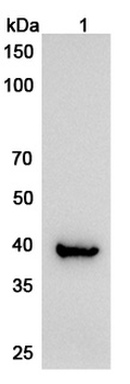 ATXN3 Rabbit Polyclonal Antibody