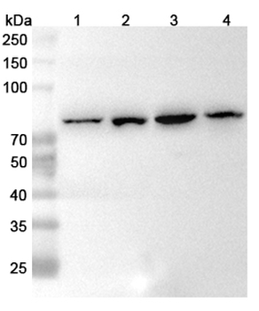 KIF3A Rabbit Polyclonal Antibody