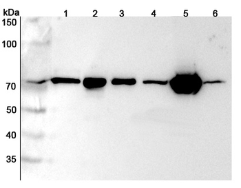 LMNB2 Rabbit Polyclonal Antibody
